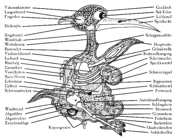 Anatomie der Pfälzer Elwedritschen
